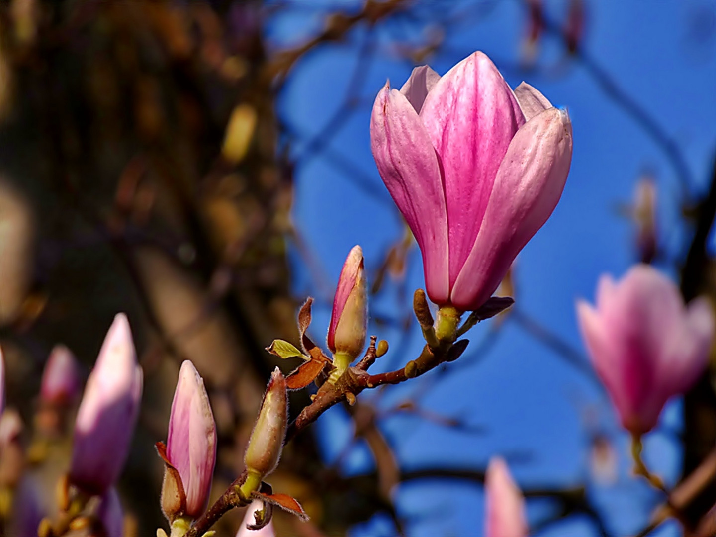 In einer schönen Farbe . . .