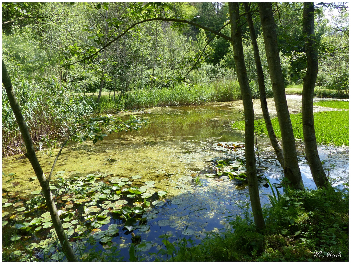 In einer schönen Landschaft liegt der Teich eingebettet da , Foto