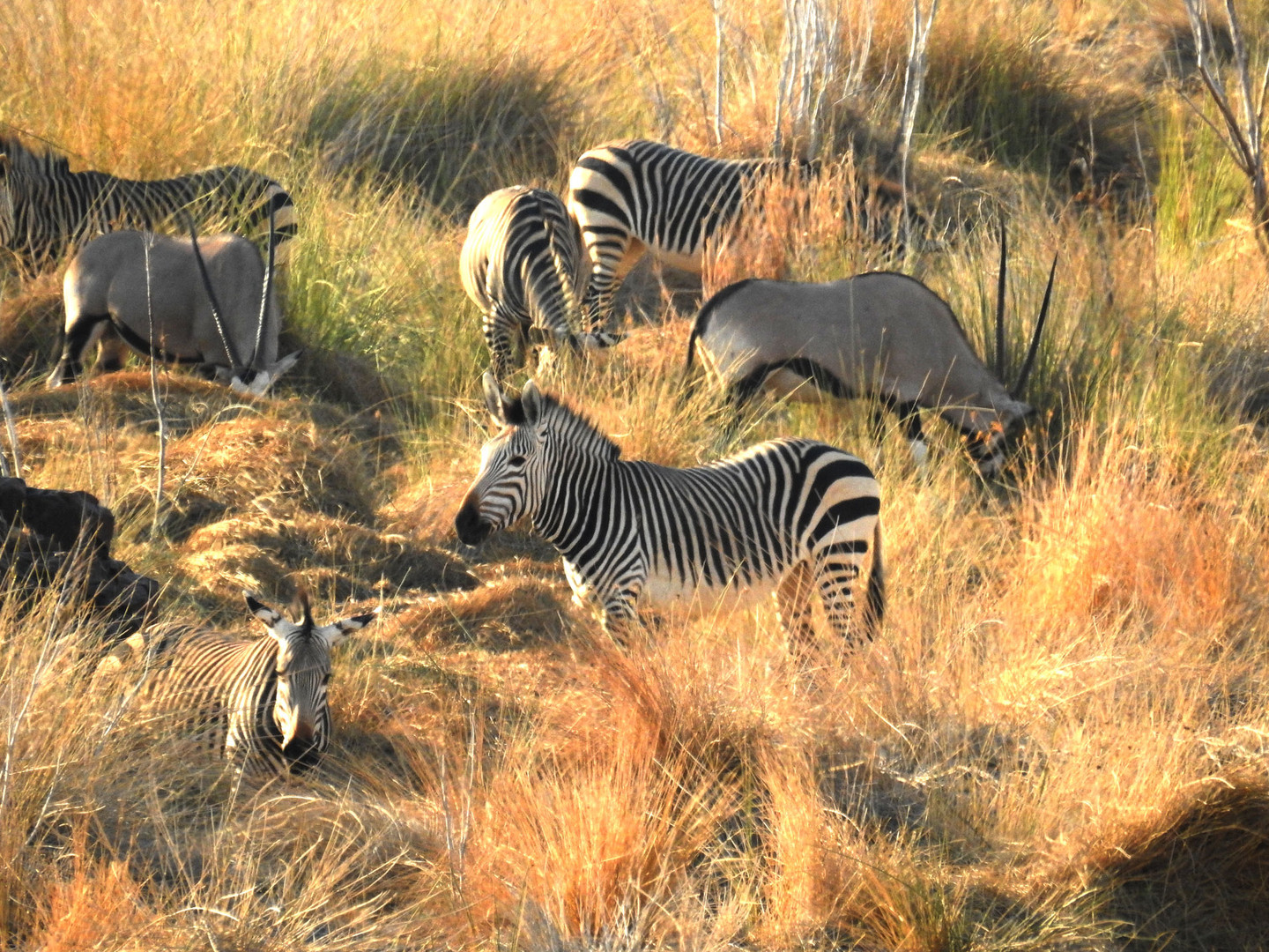 In einer Senke gab es Wasser und Äsung für Oryx und Zebra