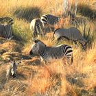 In einer Senke gab es Wasser und Äsung für Oryx und Zebra