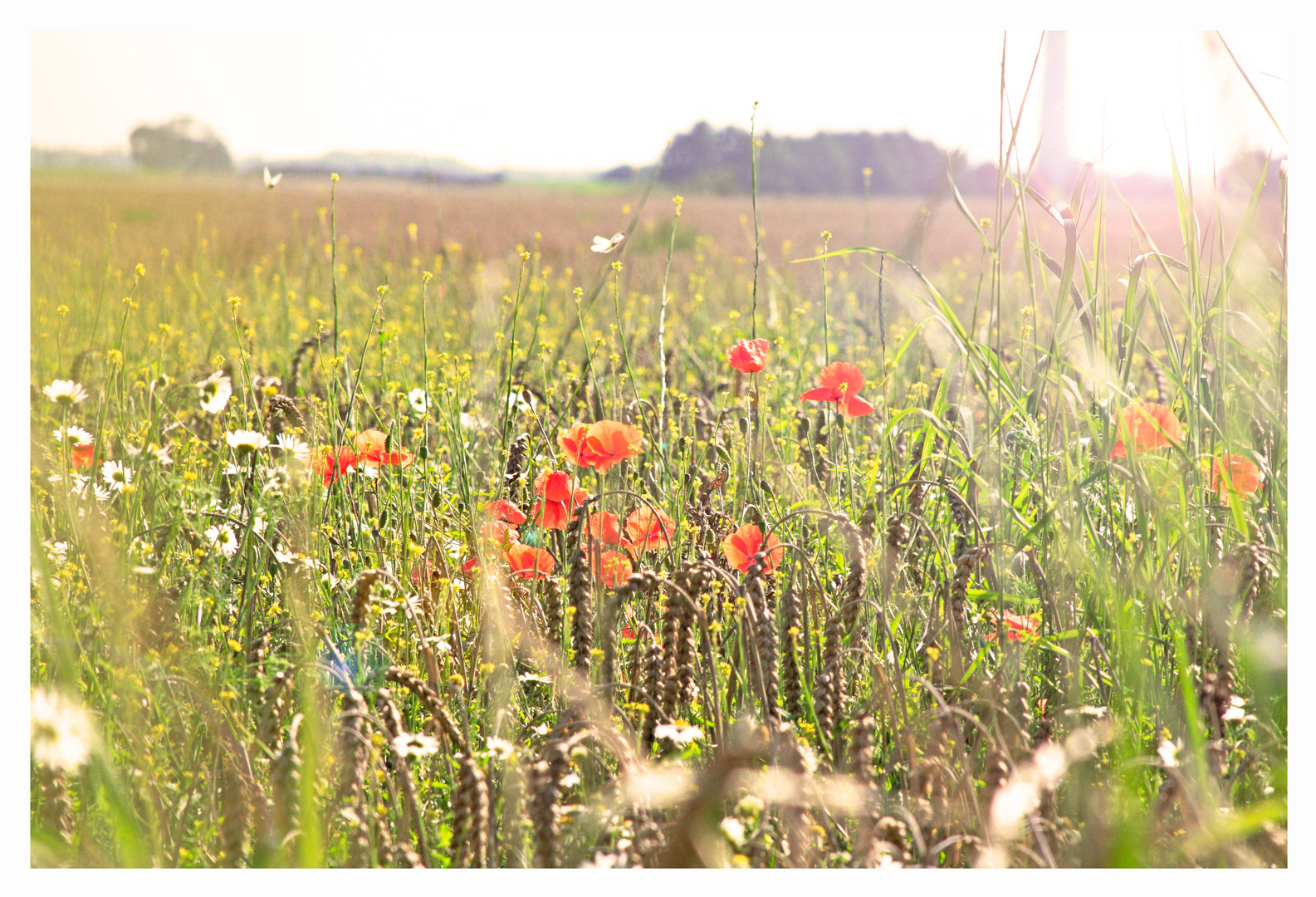 In einer Sommerblumenwiese