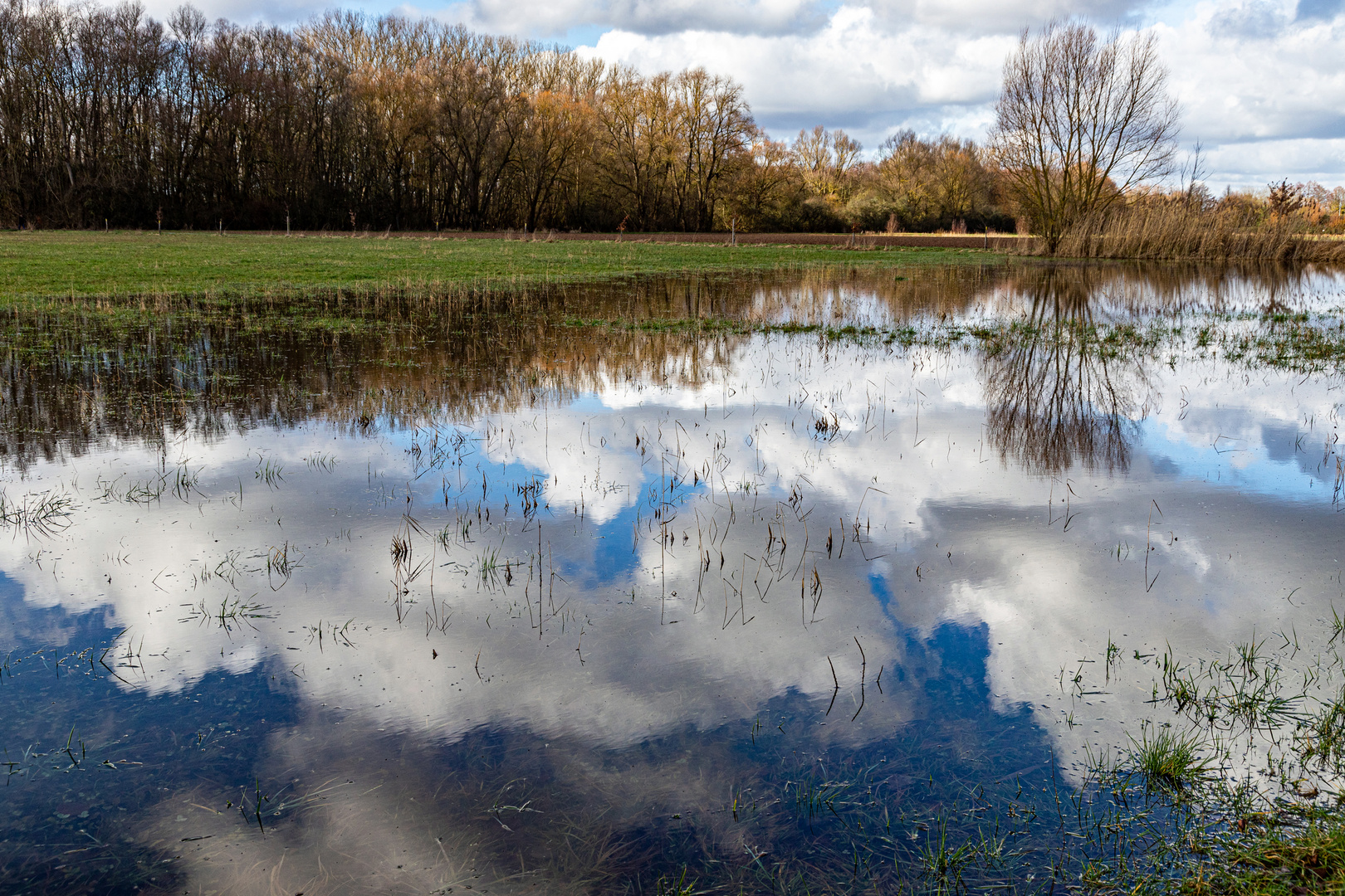 In einer überfluteten Wiese