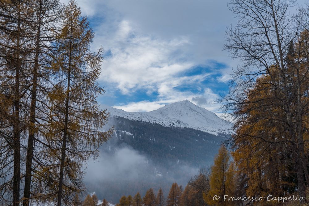 in einer Waldlichtung (2)