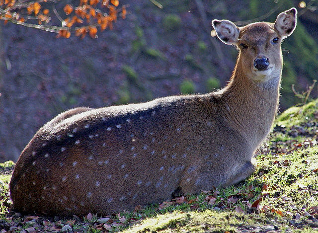 in einer Waldlichtung