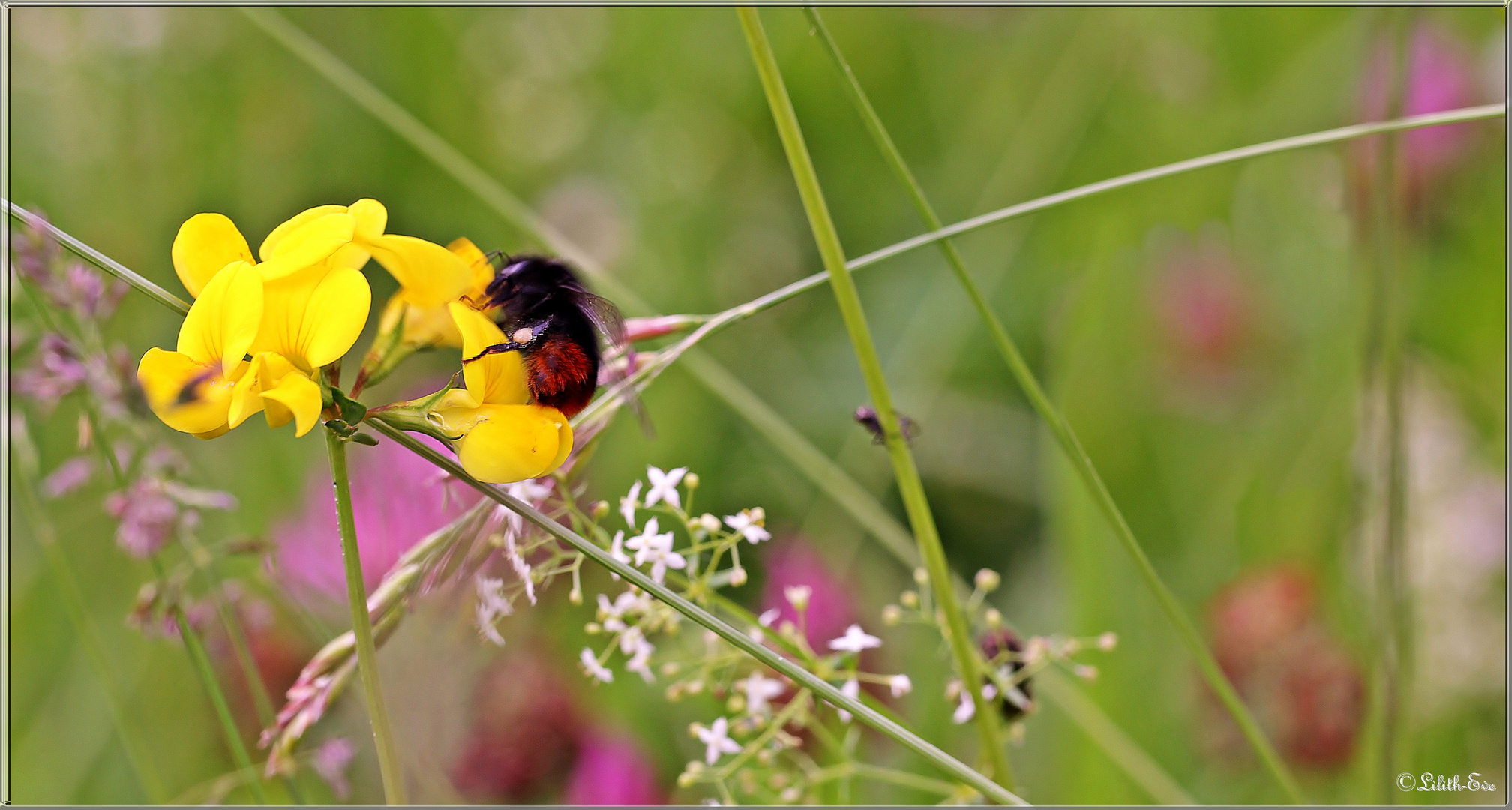 in einer Wiese am Wegesrand