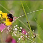 in einer Wiese am Wegesrand