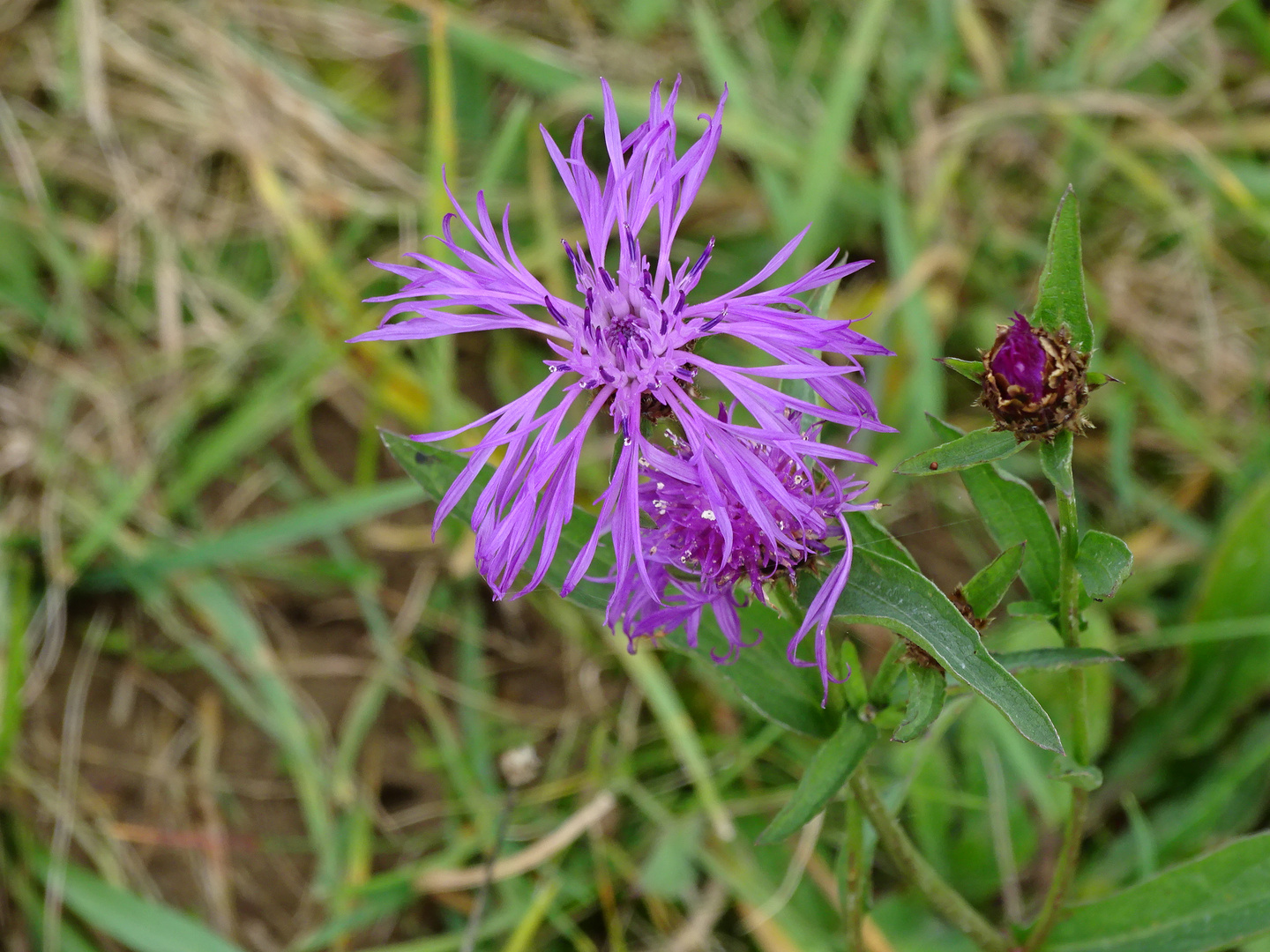 In einer Wiese. Blüte und Knospe