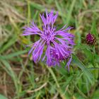 In einer Wiese. Blüte und Knospe