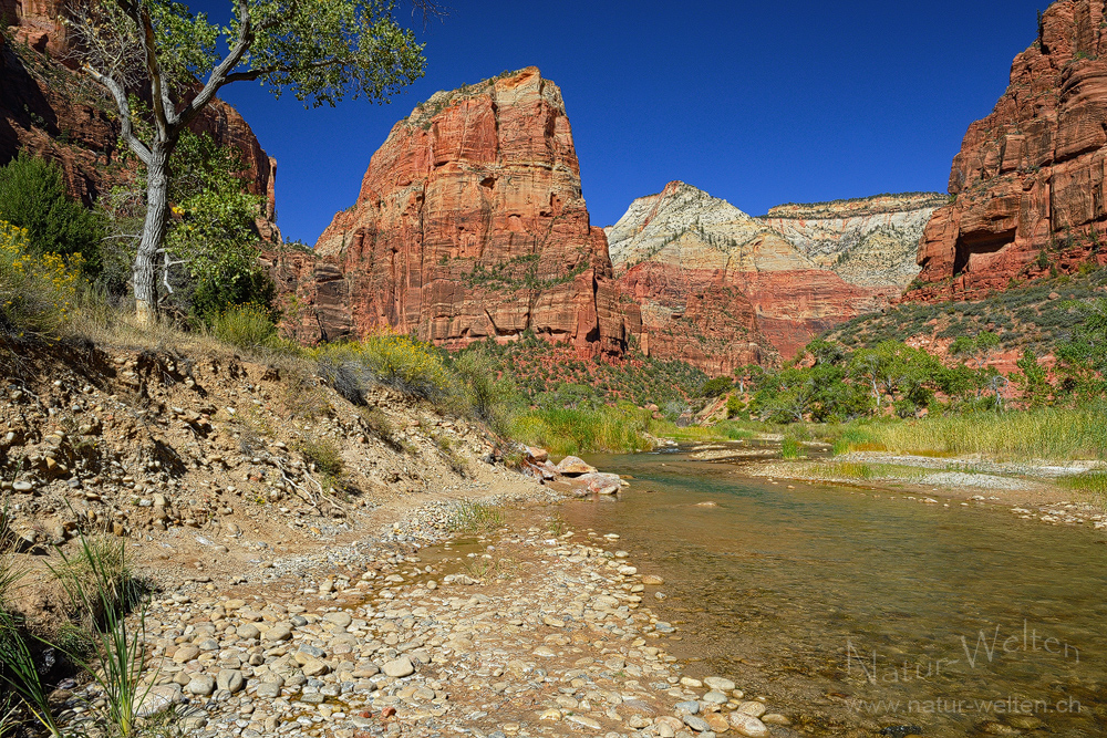 In Einerkolonne auf Angels Landing