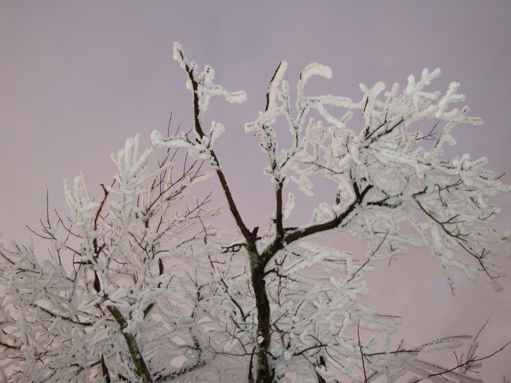 In Eis gehüllte äste Auf dem Feldberg Im taunus