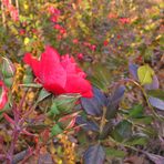 In Eltville am Rhein blühen immer noch die Rosen