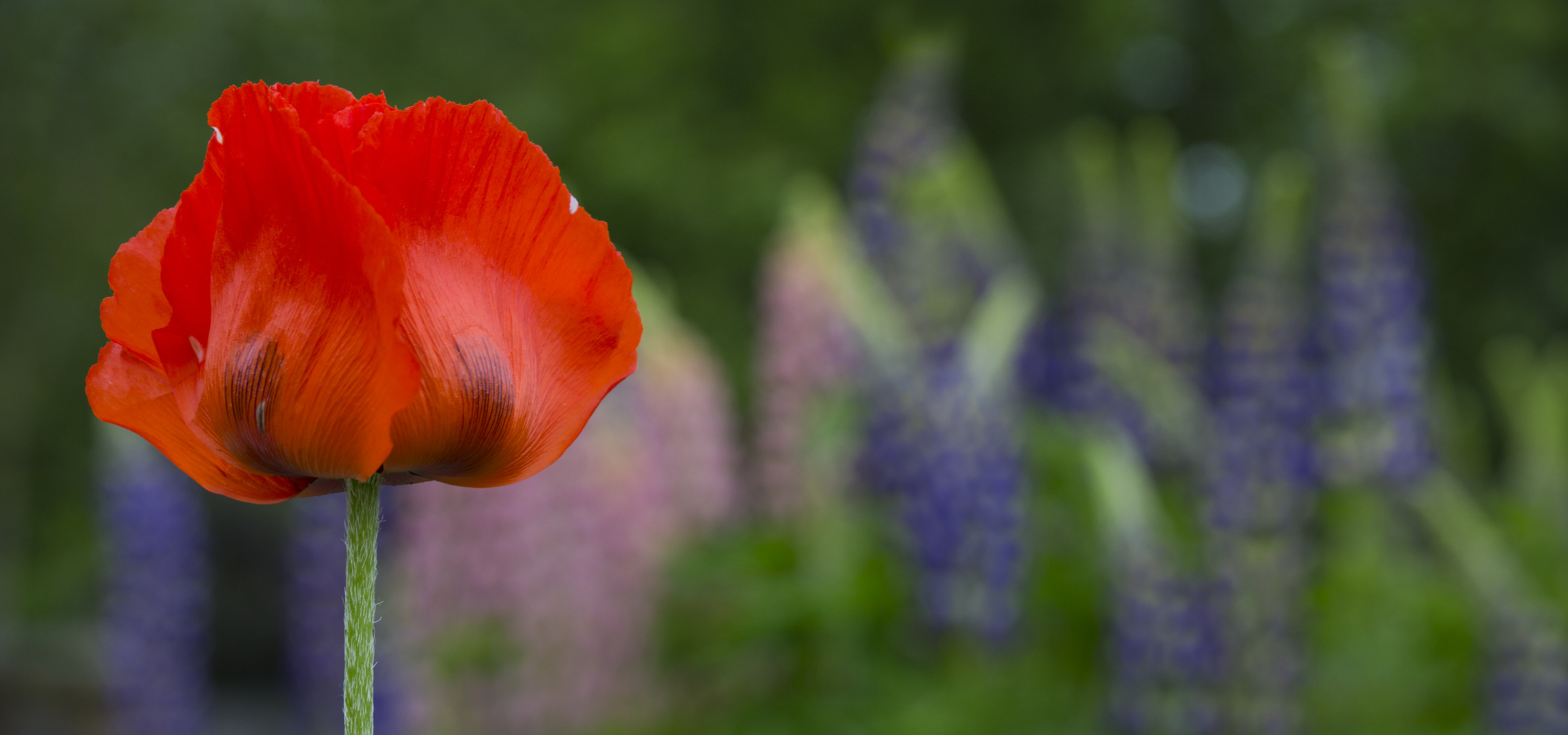 In Emil Noldes Garten