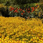 in Emil Noldes Garten