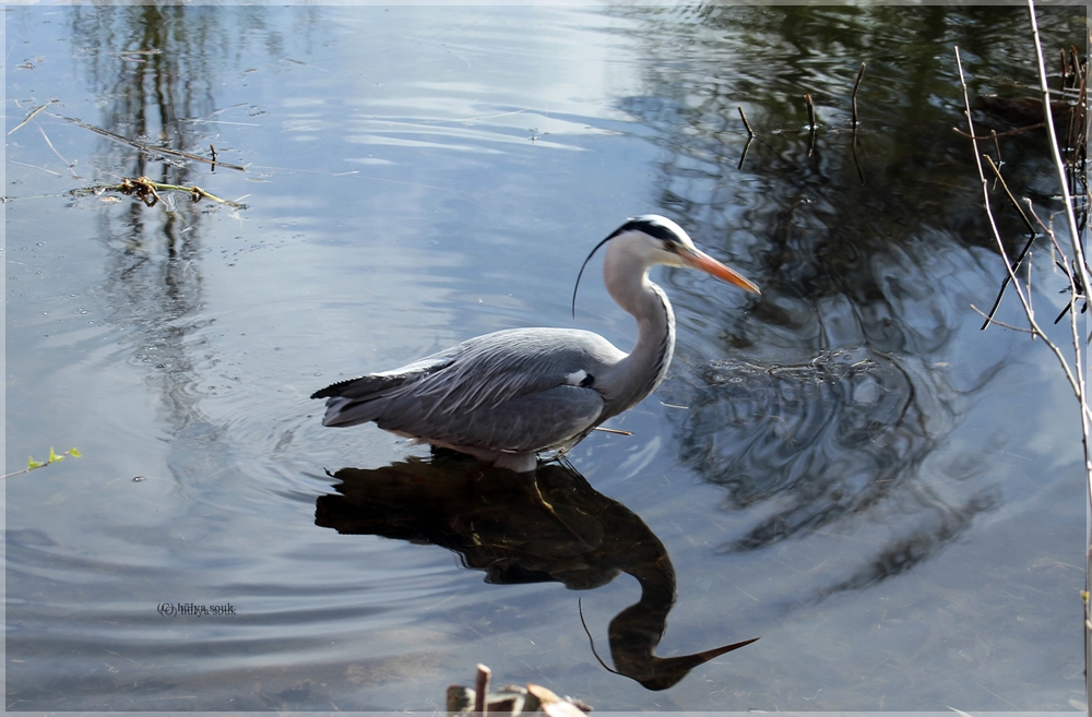 in Eppendorfer Park