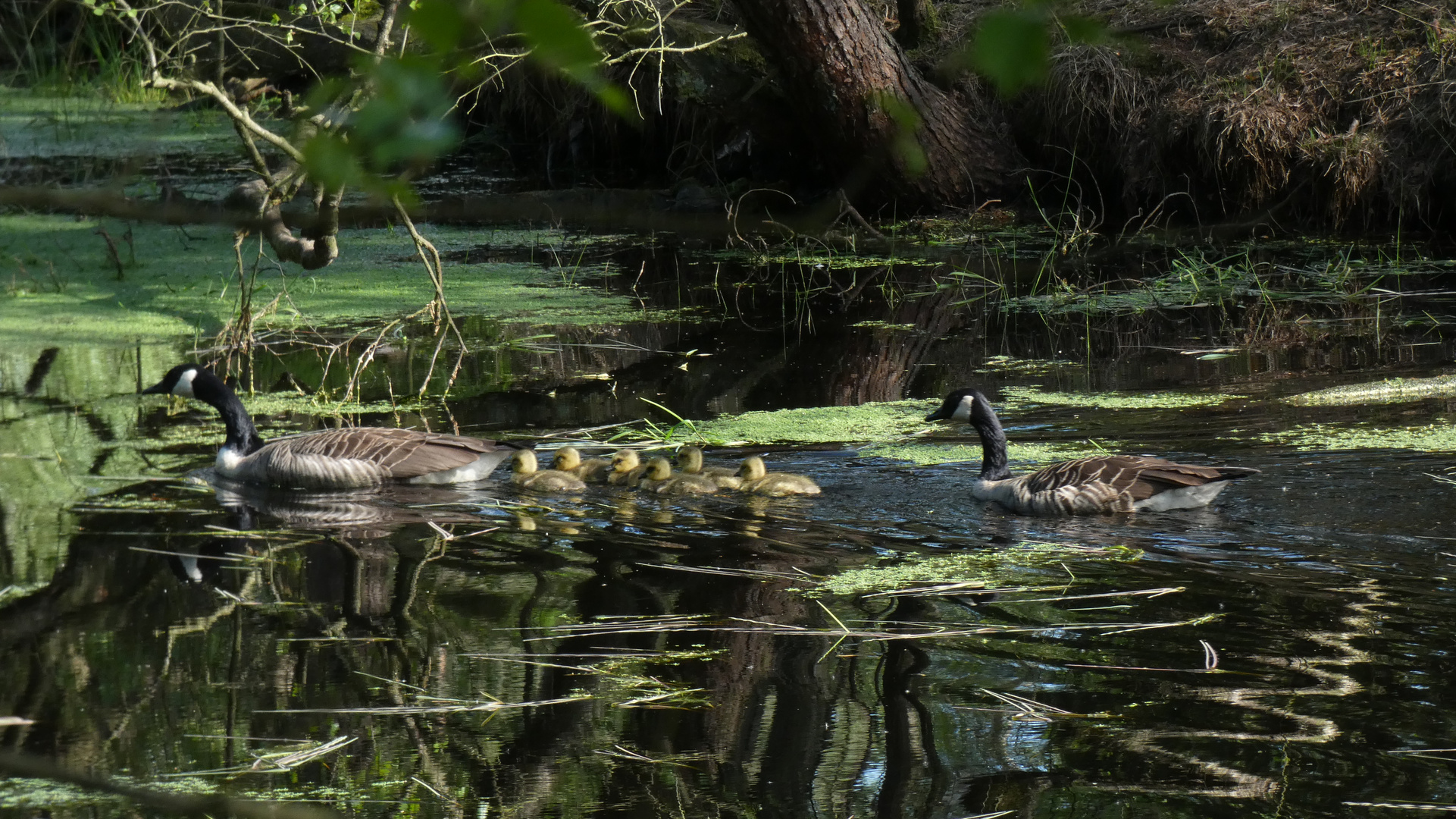 In Erinnerung an eine perfekte Familie - Kanada Gänse