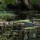 In Erinnerung an eine perfekte Familie - Kanada Gänse