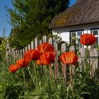 In Erinnerung an einen schönen Sommer: Usedom