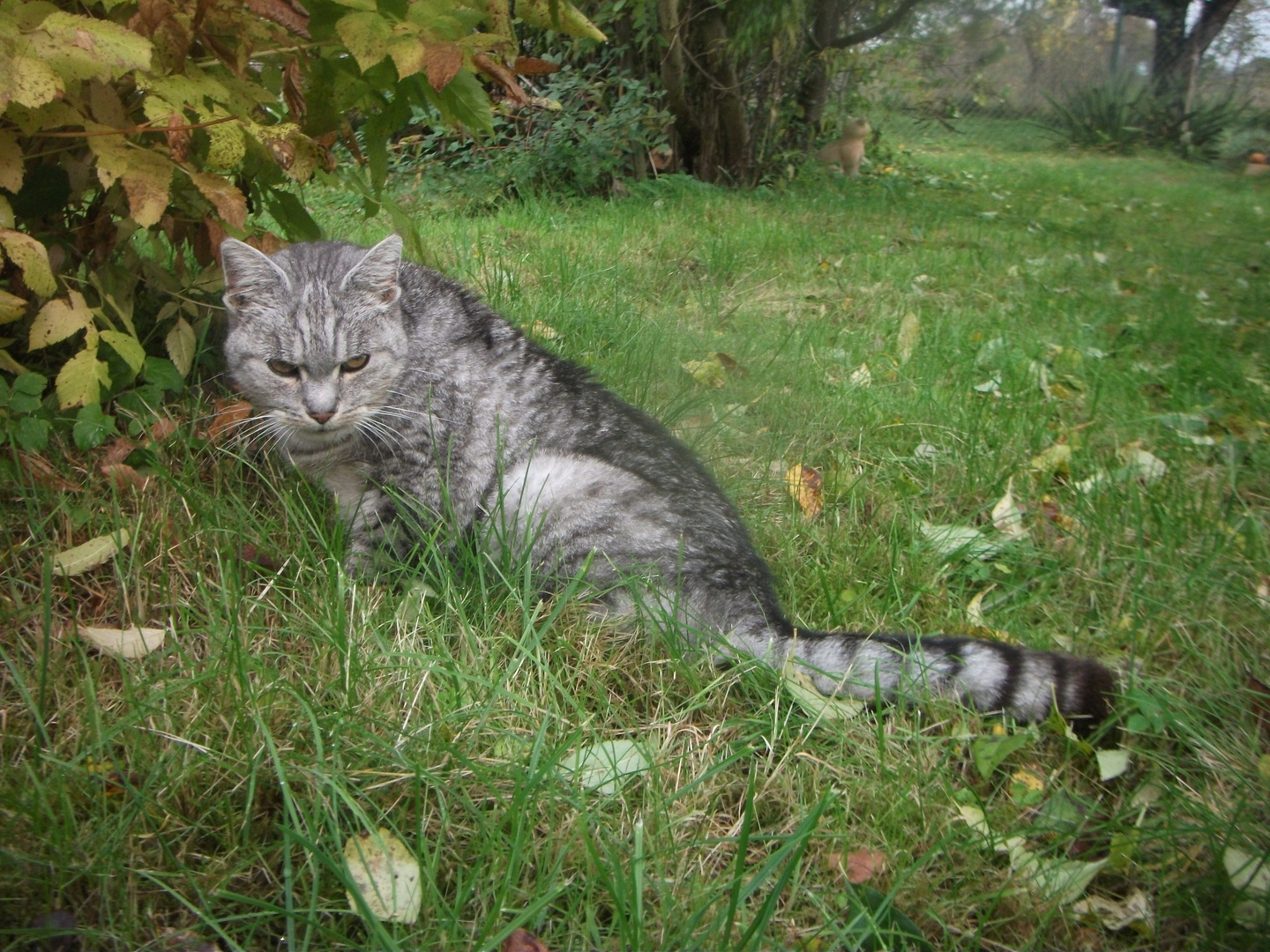 In Erinnerung an meine liebe Katze Mietze