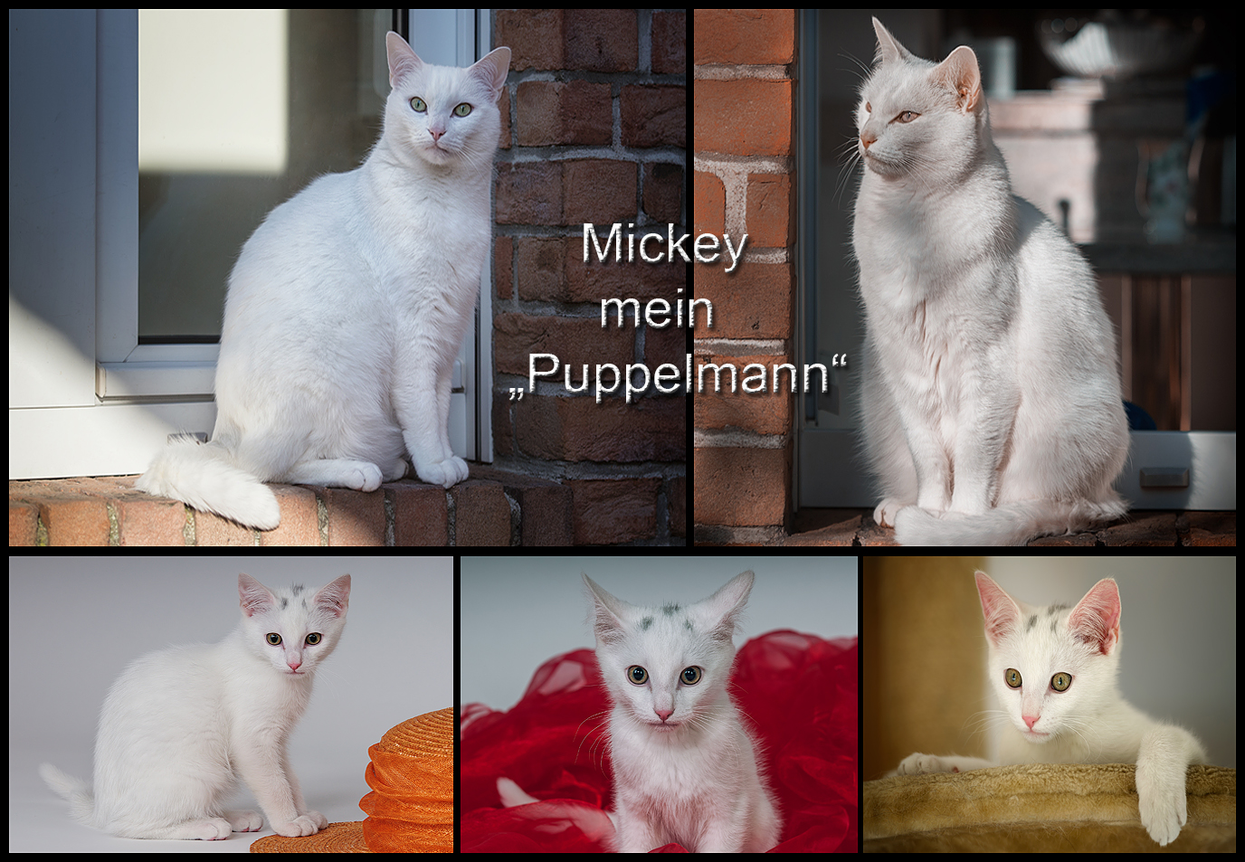 IN ERINNERUNG AN "MICKEY" - MEINEN "PUPPELMANN"