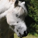 In Erinnerung II - "Bonny"