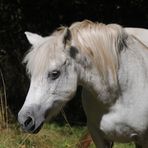 In Erinnerung III - "Bonny"