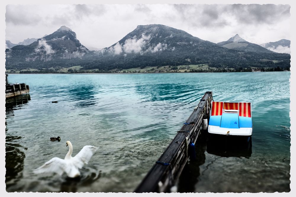 in Ermangelung des weissen Rössels !