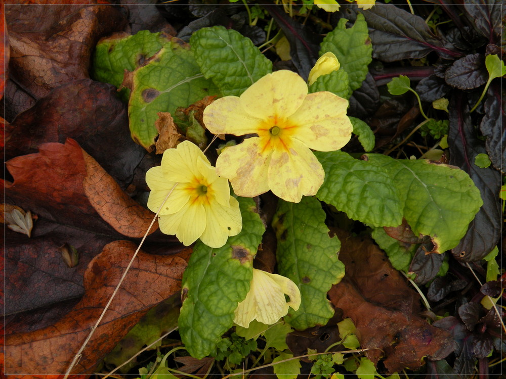 In Ermangelung von Schnee zeige ich ein herbstliches Primelchen ,sie blühen noch immer.