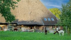 In Ersigen haben Hofhunde lange Hälse