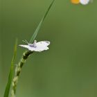 In Erwartung . . . Aurorafalterpärchen (Anthocares cardamines)