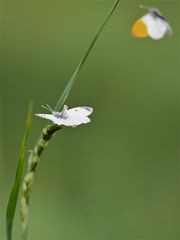 In Erwartung . . . Aurorafalterpärchen (Anthocares cardamines)