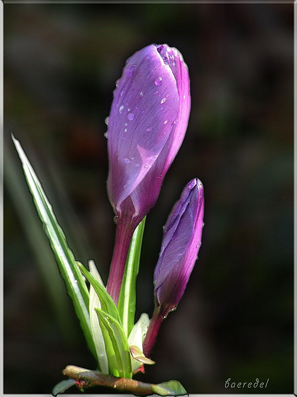 In Erwartung eines Sonnenstrahl - Treffers...