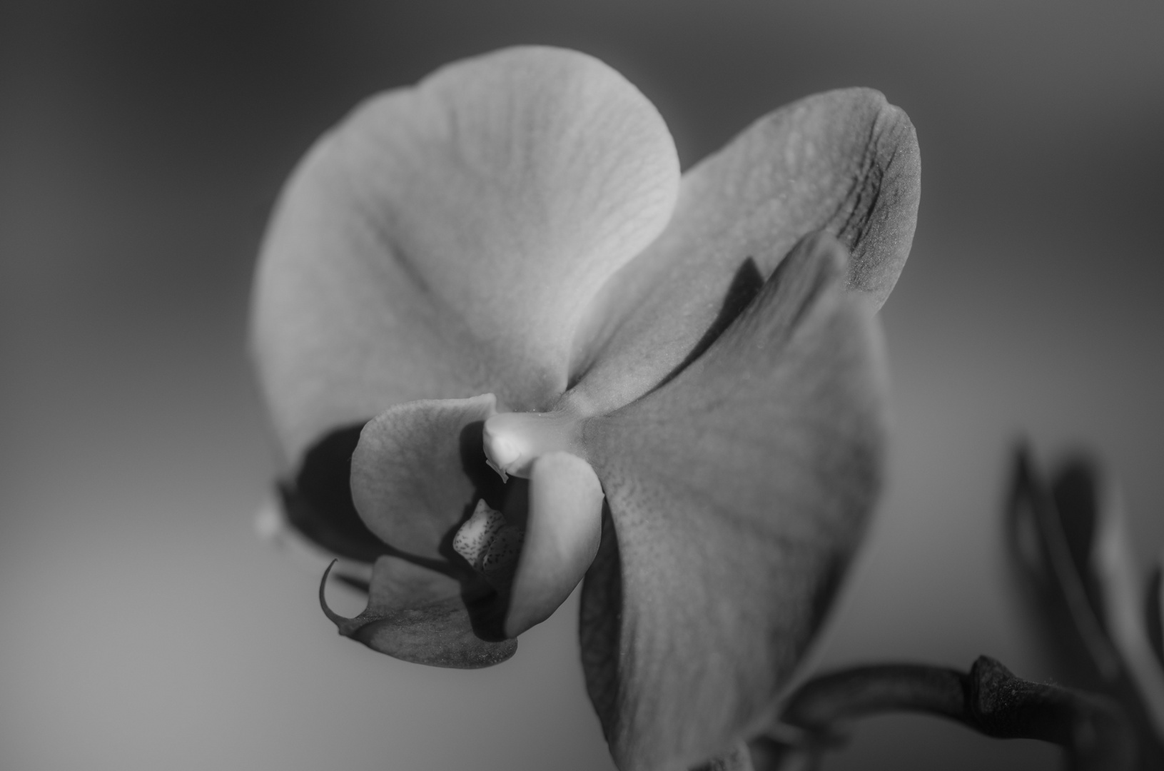 In Farbe schön aber in SW haben Orchideen auch ihren Reiz