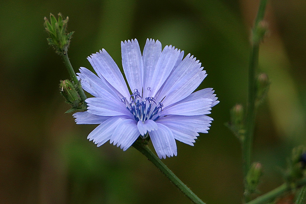 in feinem Blau