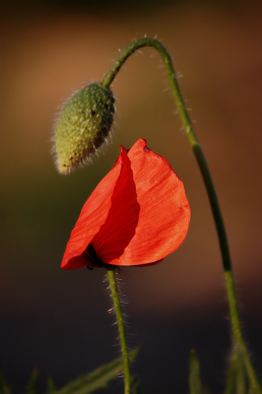 in field