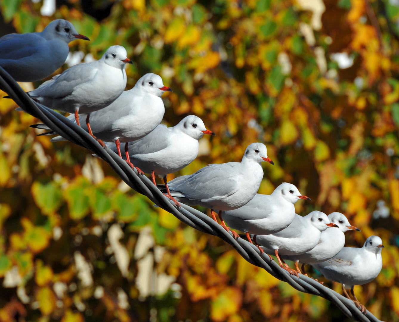 in fila d'autunno