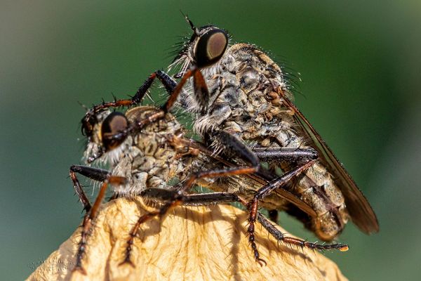 in flagranti erwischt - Raubfliegen