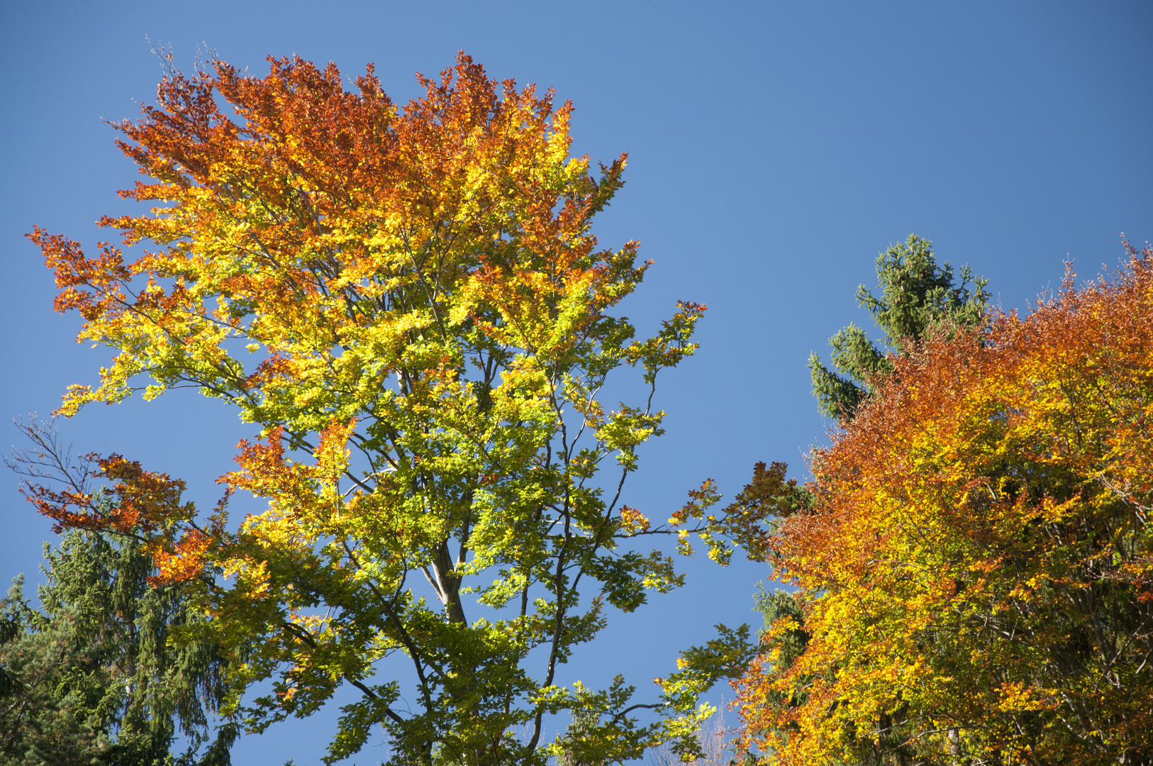 In Flammen - Herbst in Tirol