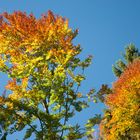 In Flammen - Herbst in Tirol