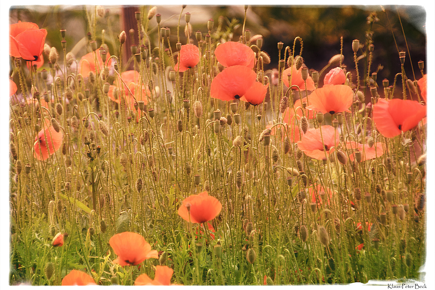 In Flanders Field