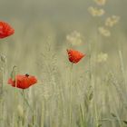 In Flanders Fields