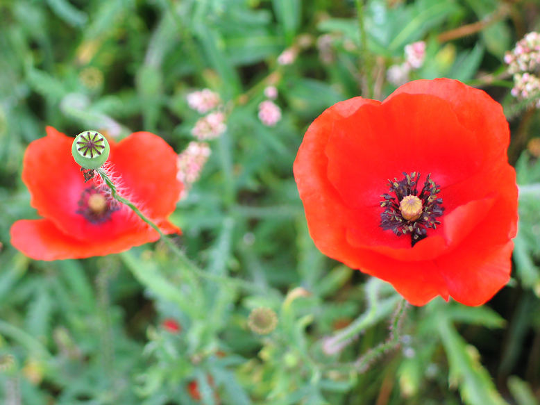 In flanders' fields