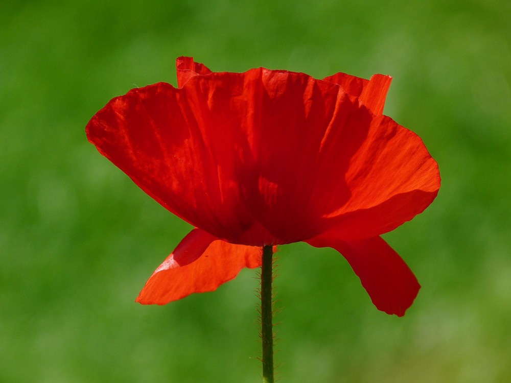 In Flanders Fields