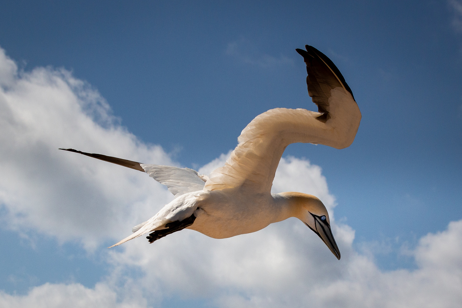 In Flight