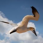 In Flight