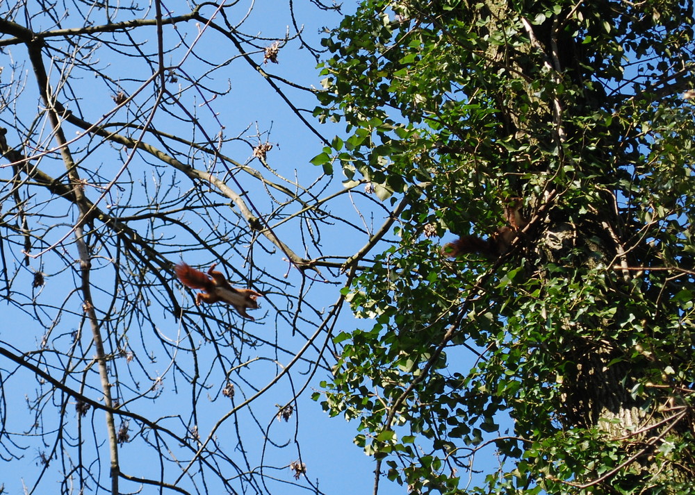 In Flight