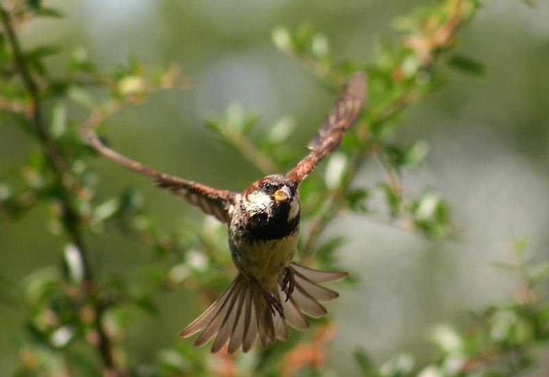 In flight