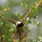 In flight