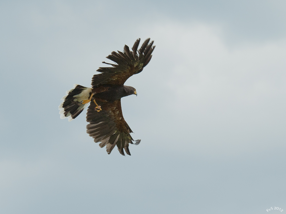 In FLIGHT