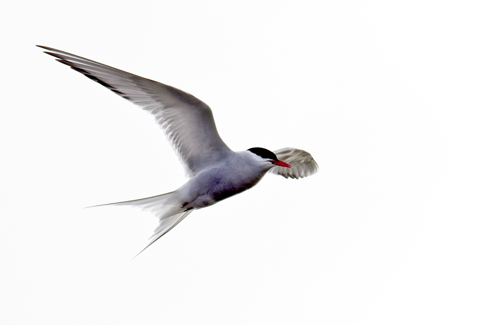 In flight