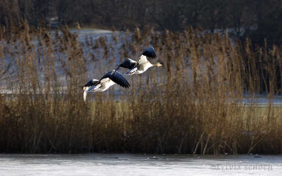 in flight